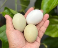 🐓 I selling chickens  of various breed  with rainbow egg colors 🏚️ Selangor,Malaysia