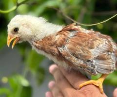 🐓 I selling chickens  of various breed  with rainbow egg colors 🏚️ Selangor,Malaysia