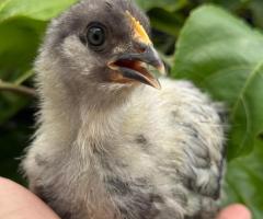 🐓 selling chickens  of various breed  with rainbow egg colors 🏚️ Selangor,Malaysia