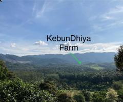 Kebun Dhiya Durian Farm Loated at Lenggeng Negeri Sembilan.