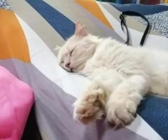 Menyediakan pet sitter & pet hotel utk kucing, arnab, gp & small animal